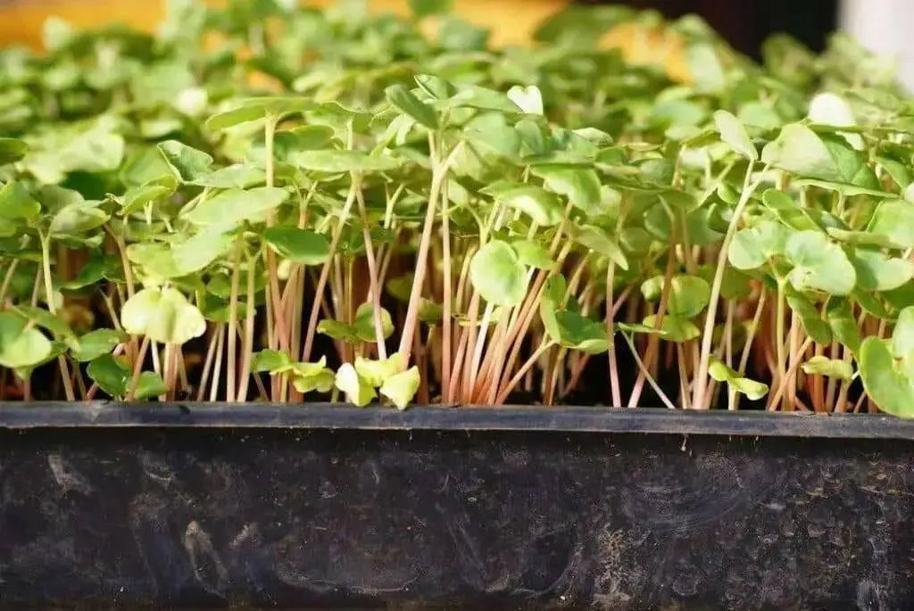 Organic Sprouting Salad Mix, - Caribbean garden seed