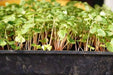 Organic Sprouting Salad Mix, - Caribbean garden seed