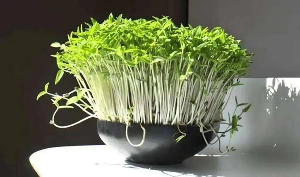 Organic Sprouting Salad Mix, - Caribbean garden seed