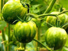 Organic Tomato Seeds, Green Zebra  (Solanum lycopersicum) Open pollinated - Caribbean garden seed