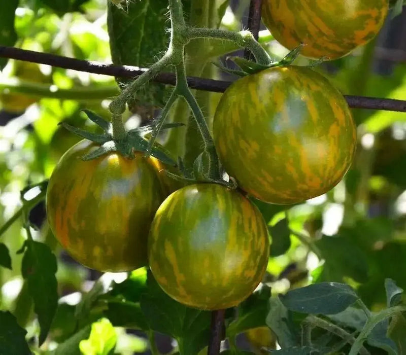 Organic Tomato Seeds, Green Zebra  (Solanum lycopersicum) Open pollinated - Caribbean garden seed