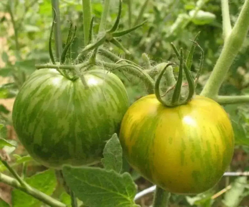 Organic Tomato Seeds, Green Zebra  (Solanum lycopersicum) Open pollinated - Caribbean garden seed