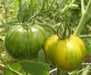 Organic Tomato Seeds, Green Zebra  (Solanum lycopersicum) Open pollinated - Caribbean garden seed