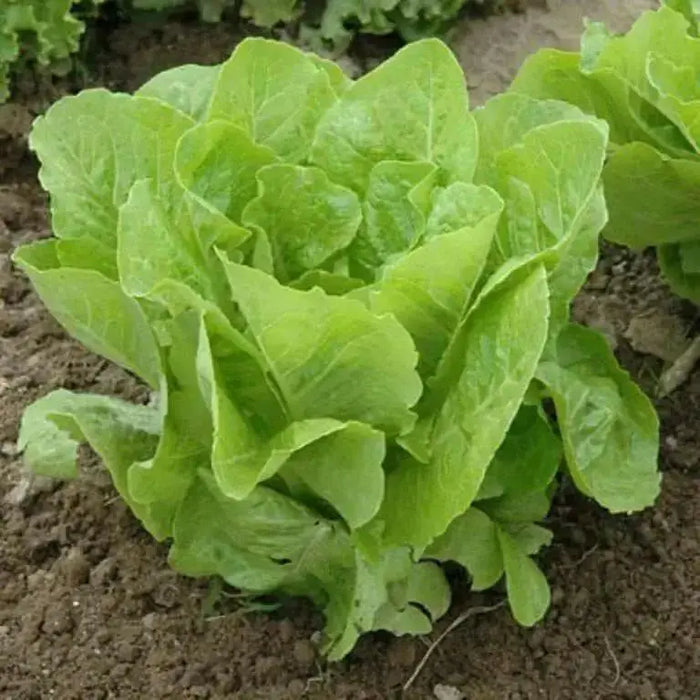 Organic Non-GMO - Jericho Green Romaine Lettuce - Caribbean garden seed