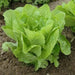 Organic Non-GMO - Jericho Green Romaine Lettuce - Caribbean garden seed