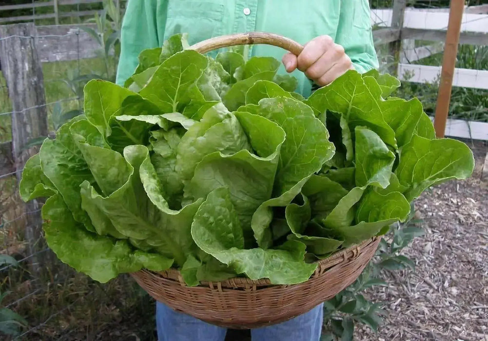 Organic Non-GMO - Jericho Green Romaine Lettuce - Caribbean garden seed