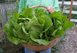 Organic Non-GMO - Jericho Green Romaine Lettuce - Caribbean garden seed