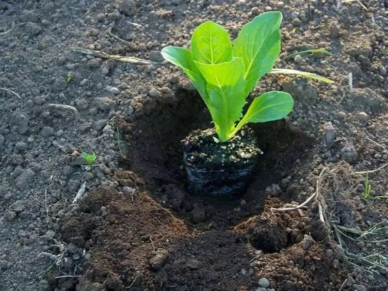Organic Non-GMO - Jericho Green Romaine Lettuce - Caribbean garden seed
