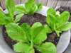 Organic Non-GMO - Jericho Green Romaine Lettuce - Caribbean garden seed