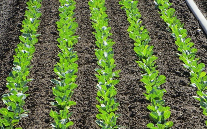 Organic Non-GMO - Jericho Green Romaine Lettuce - Caribbean garden seed