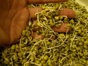 Organic Mung Bean Sprouting Seed (GREEN)Edible Seeds, Asian Vegetable - Caribbean garden seed