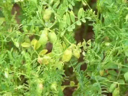 Organic Green Lentil Seeds -untreated - Caribbean garden seed