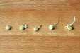 Organic Green Lentil Seeds -untreated - Caribbean garden seed
