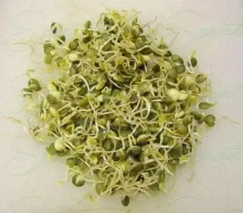 Organic Green Lentil Seeds -untreated - Caribbean garden seed