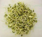 Organic Green Lentil Seeds -untreated - Caribbean garden seed
