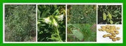 Organic Green Lentil Seeds -untreated - Caribbean garden seed