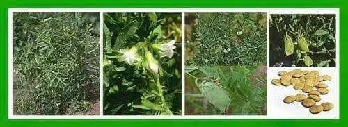 Organic Green Lentil Seeds -untreated - Caribbean garden seed