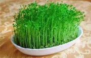 Organic Green Lentil Seeds -untreated - Caribbean garden seed