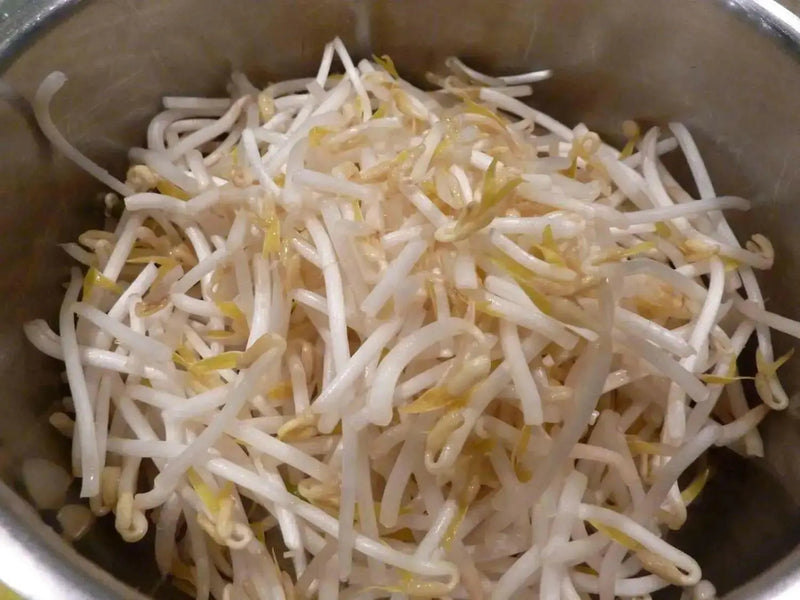 Organic MUNG BEAN (Green) A K A Chori, For Spouting , Food or Growing,Asian Vegetable - Caribbean garden seed
