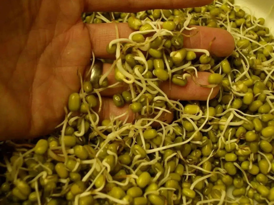 Organic MUNG BEAN (Green) A K A Chori, For Spouting , Food or Growing,Asian Vegetable - Caribbean garden seed