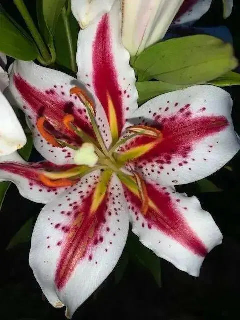 Oriental Lily big smile, Flowers Bulbs - Caribbean garden seed