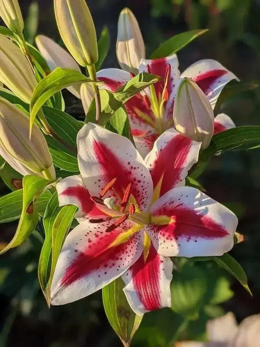 Oriental Lily big smile, Flowers Bulbs - Caribbean garden seed