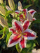 Oriental Lily big smile, Flowers Bulbs - Caribbean garden seed