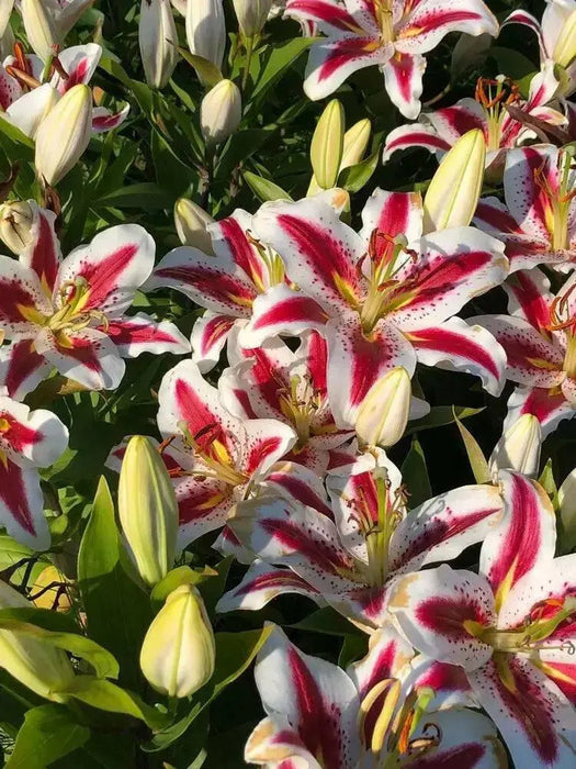 Oriental Lily big smile, Flowers Bulbs - Caribbean garden seed