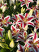 Oriental Lily big smile, Flowers Bulbs - Caribbean garden seed