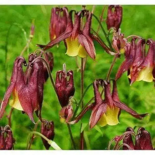 Oriental columbine,FLOWERS SEED  -unusual maroon blossoms- Perennial - Caribbean garden seed