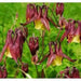 Oriental columbine,FLOWERS SEED  -unusual maroon blossoms- Perennial - Caribbean garden seed