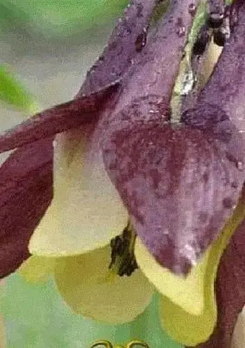 Oriental columbine,FLOWERS SEED  -unusual maroon blossoms- Perennial - Caribbean garden seed