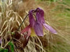 Oriental columbine,FLOWERS SEED  -unusual maroon blossoms- Perennial - Caribbean garden seed