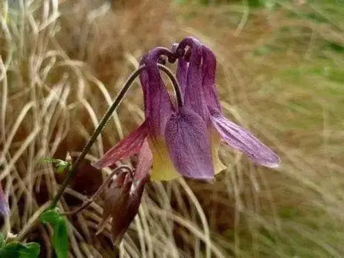 Oriental columbine,FLOWERS SEED  -unusual maroon blossoms- Perennial - Caribbean garden seed