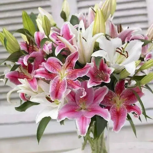 Oriental Lily Mix - ( Bulbs) Perennial-Now Shipping ! - Caribbean garden seed