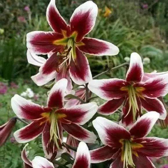 Oriental Lily Bulbs (Miss Lily) real thriller in the garden .Perennial - Caribbean garden seed