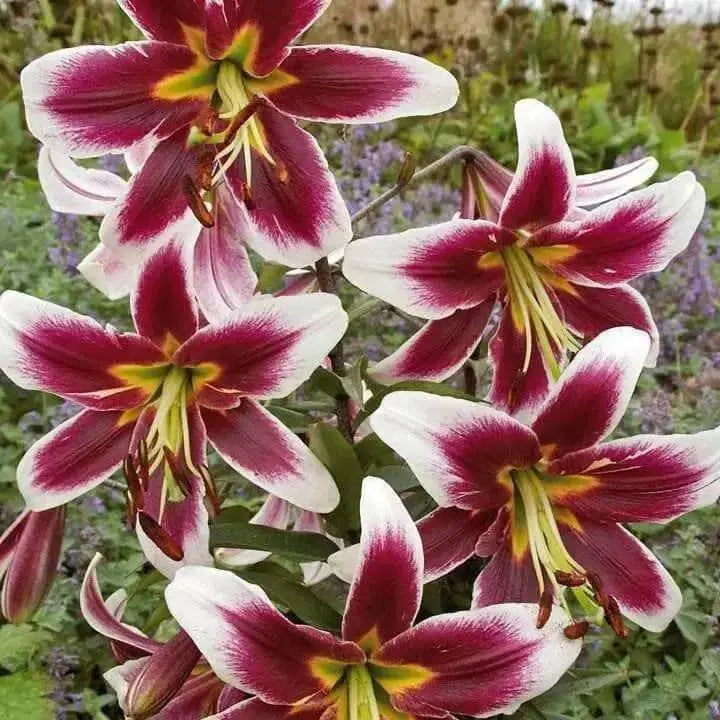 Oriental Lily Bulbs (Miss Lily) real thriller in the garden .Perennial - Caribbean garden seed