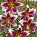 Oriental Lily Bulbs (Miss Lily) real thriller in the garden .Perennial - Caribbean garden seed