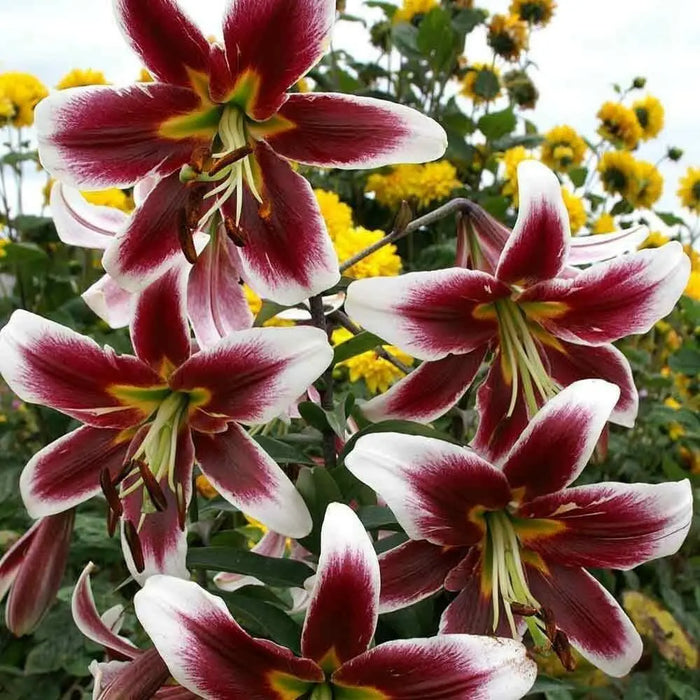 Oriental Lily Bulbs (Miss Lily) real thriller in the garden .Perennial - Caribbean garden seed