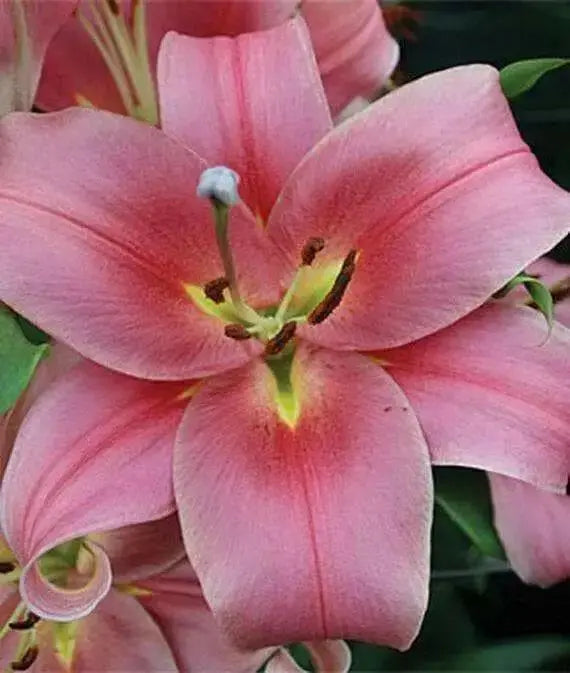 Oriental Lily Bulbs (Visa Versa) real thriller in the garden .Perennial - Caribbean garden seed