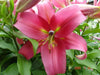 Oriental Lily Bulbs (Visa Versa) real thriller in the garden .Perennial - Caribbean garden seed