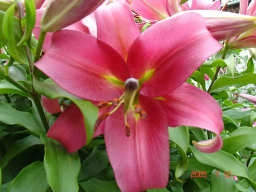 Oriental Lily Bulbs (Visa Versa) real thriller in the garden .Perennial - Caribbean garden seed