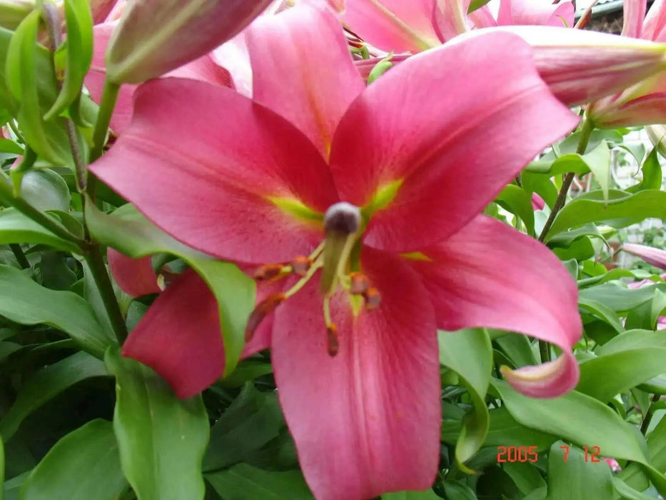 Oriental Lily Bulbs (Visa Versa) real thriller in the garden .Perennial - Caribbean garden seed