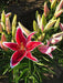 Oriental Lily BULBS,  RED EYES , spring Flower Bulbs - Caribbean garden seed
