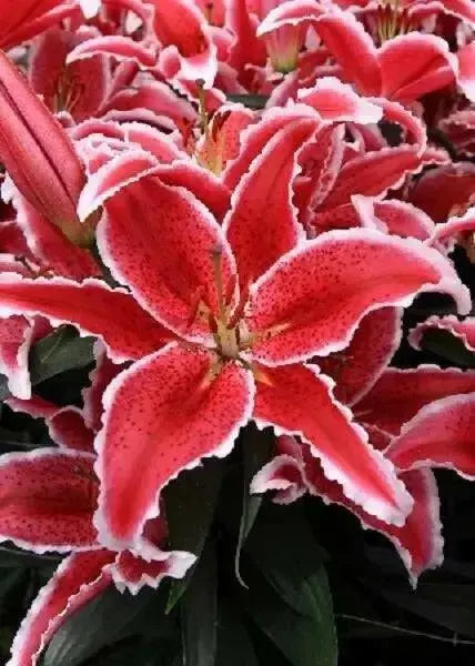 Oriental Lily BULBS,  RED EYES , spring Flower Bulbs - Caribbean garden seed