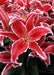 Oriental Lily BULBS,  RED EYES , spring Flower Bulbs - Caribbean garden seed