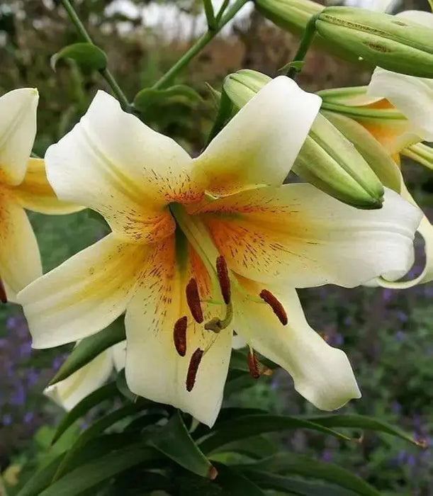 Oriental Lily Bulbs (Mister Cas) real thriller in the garden .Perennial - Caribbean garden seed
