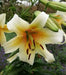 Oriental Lily Bulbs (Mister Cas) real thriller in the garden .Perennial - Caribbean garden seed