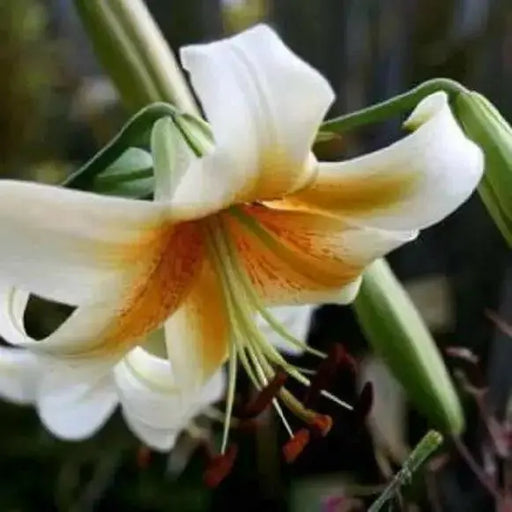 Oriental Lily Bulbs (Mister Cas) real thriller in the garden .Perennial - Caribbean garden seed