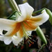 Oriental Lily Bulbs (Mister Cas) real thriller in the garden .Perennial - Caribbean garden seed